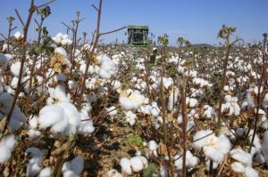 2022年兵团棉花总产占全国的36% 单产创近10年来新高